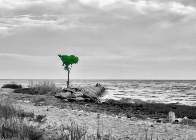 Tree Tuesday_.jpg