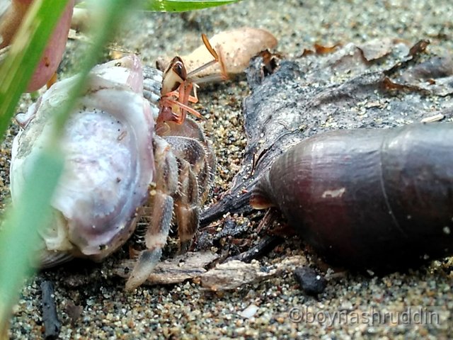 Crab or snail.jpg