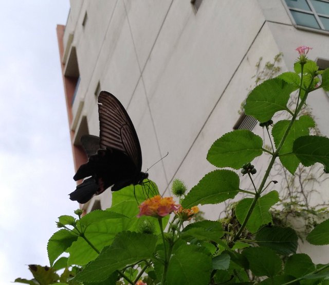 P_20160908_170803_vHDR_Auto_2.jpg
