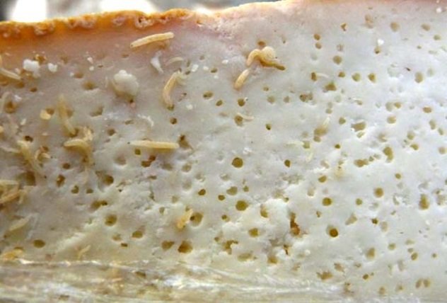 Casu-Marzu.jpg