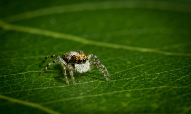 jumping spider.jpg