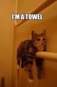 towel.jpg