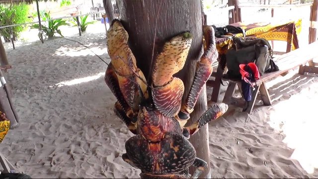 Moana Tamatoa Is A Real Creature Steemit Moana Tamatoa Is A Real Creature Steemit