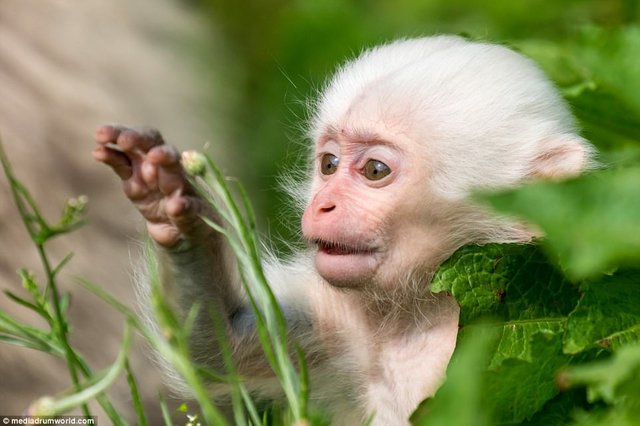 Cutest Photo of Pure White Monkey.jpg