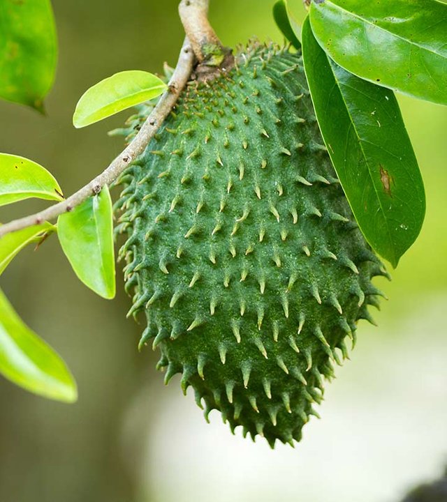 Indo Fruit.jpg