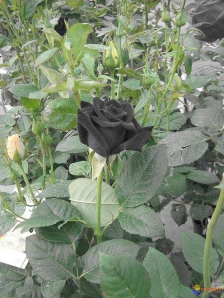 The roses of Halfeti, the only black roses that exist in nature (english &  español) — Steemit