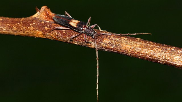 Cerambycidae Unknown-B n2.jpg