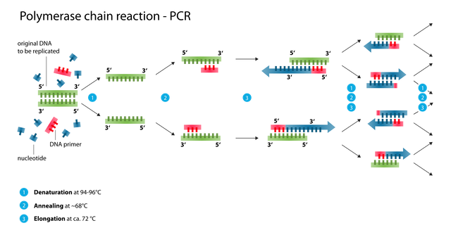 Polymerase_chain_reaction.svg.png