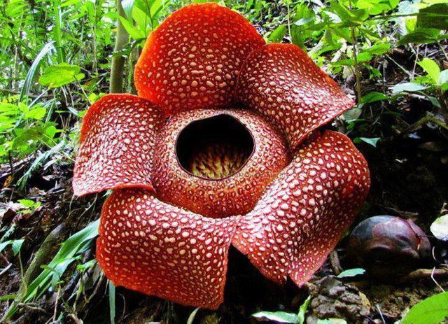 Giant-Rafflesia-the-largest-flower-in-the-world.jpg