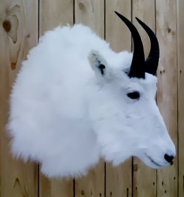 goatmount1.jpg