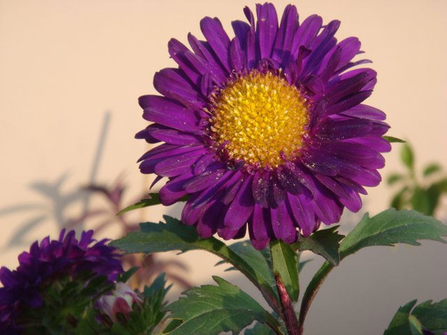 aster flower.JPG