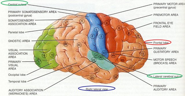 structure-of-lateral-view-of-brain-the-structure-of-science-part-i-a-most-curious-resemblance.jpg