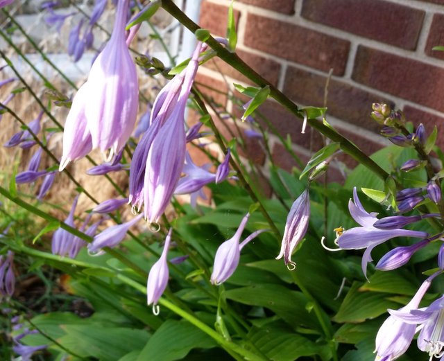 hosta flowers.jpg