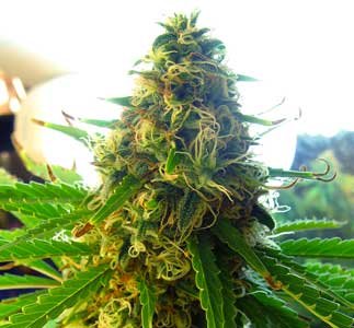 fat-cola-not-ready-for-harvest-white-pistils-sm.jpg