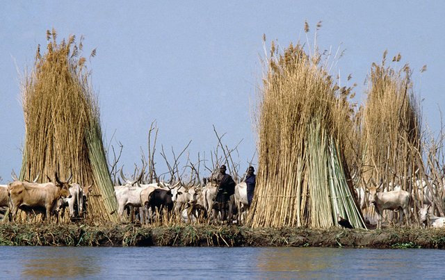 sudan-cattle.jpg