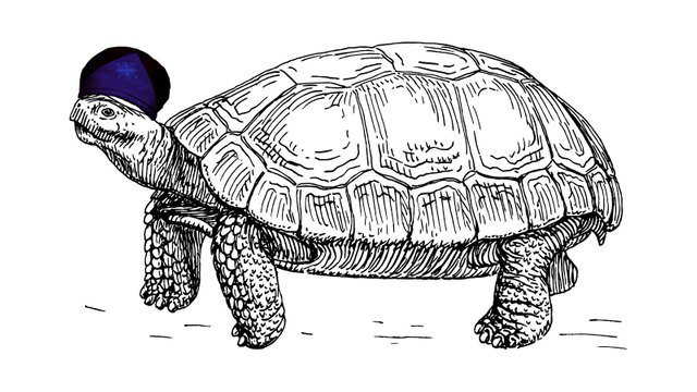 Tortoise.jpg