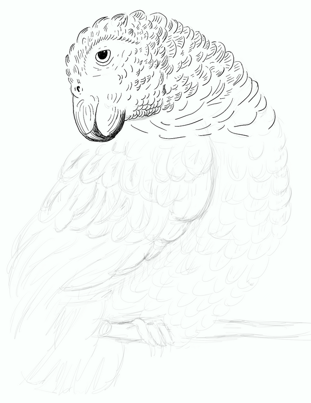 parrot study tutorial CPDH_003.png