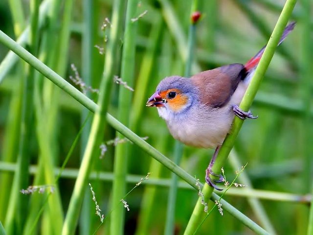 Orange-cheeked Waxbil 橙颊梅花雀.jpg