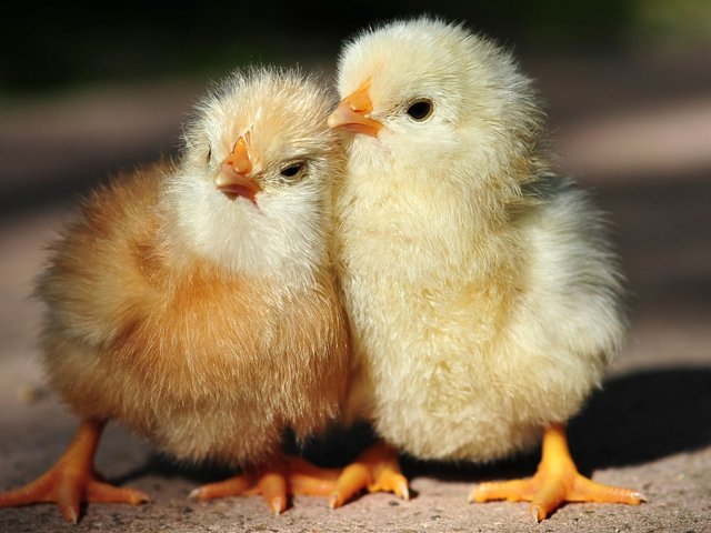 768-baby-chickens-hd-1280x960-1.jpg