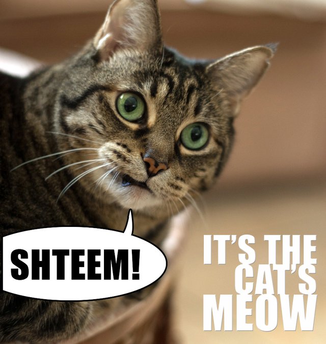 Shteem-cat.jpg