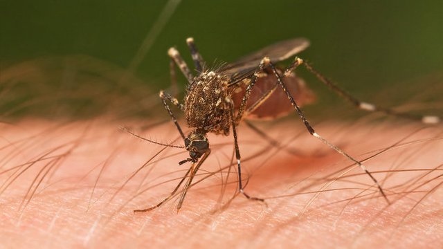 Mosquito_Tasmania_1522873401063.jpg