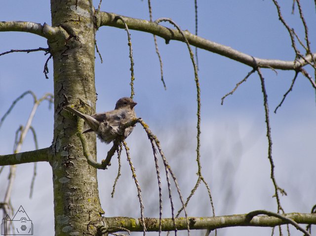 Tree Bird 17.jpg