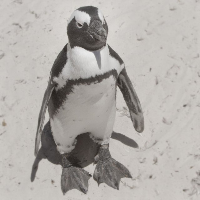 penguin.jpg