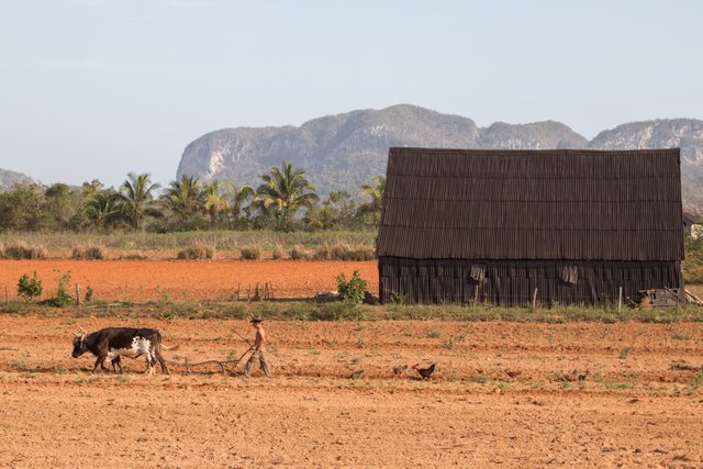 Tobacco farmer hard at work