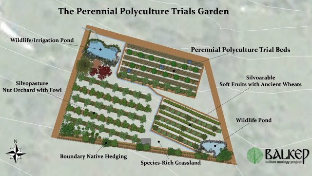 Perennial_polycultures_permaculture_agroecologyV10.jpg