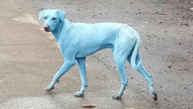 cachorro-azul-india.jpg