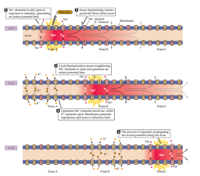 action potential propagation.png