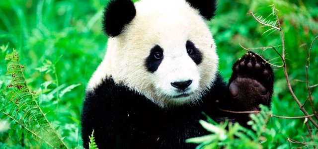 osos-panda-800x375.jpg