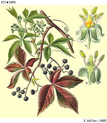 parthenocissus inserta 2.jpg