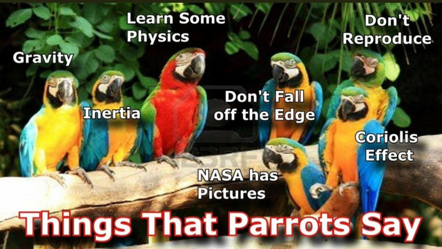 parrots.png