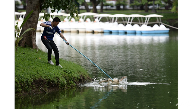 lumpini-park-officers-have-already-captured-nearly-100-monitor-lizards-by-luring-them-out-of-the---3141338 - Copy.png