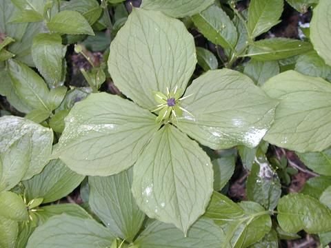 Herb Paris 4.jpg