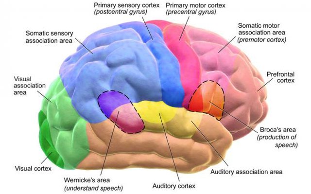 34371951e37be6eaa3d0ff5bf9918035-Human-Brain-Parts.jpg