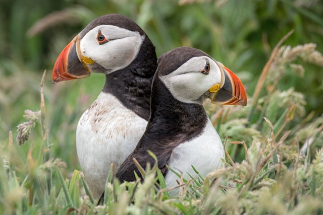 Two puffins.JPG