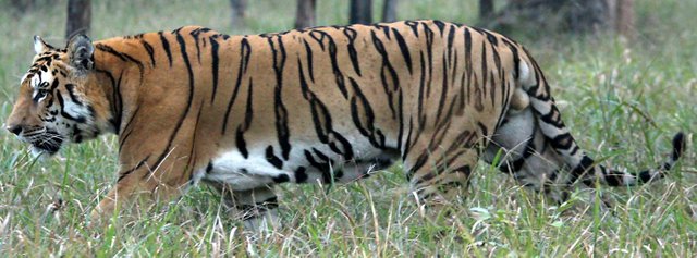 tiger_kaziranga.jpg