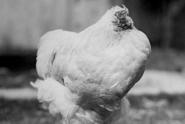 What the science says about the unusual story of Mike, the chicken that lived a year and a half without a head.jpg