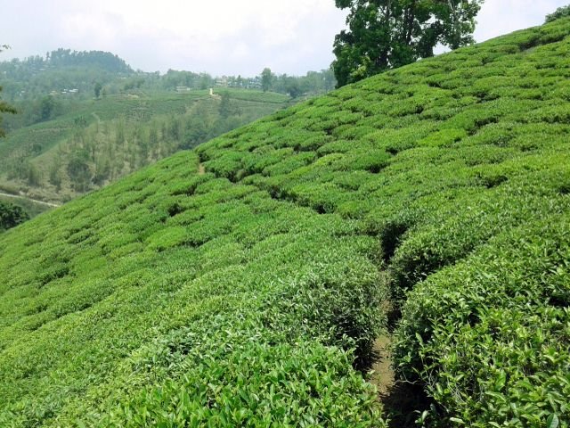 Ilam_Tea_Garden_(6).jpg