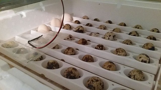 jan22quaileggs4.jpg