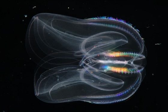 lossy-page1-800px-Comb_jelly.tif.jpg
