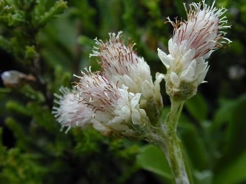 Mountain Everlasting.jpg