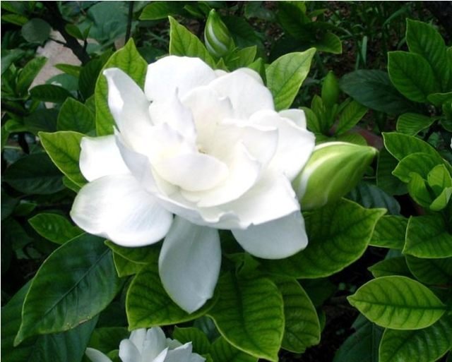 50-pcs-sac-arabe-jasmin-gard-nia-graines-de-fleurs-rare-blanc-et-parfum-cape-jasmin.jpg_640x640q90.jpg