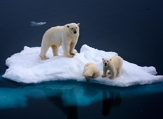 1.-polar-bear.jpg