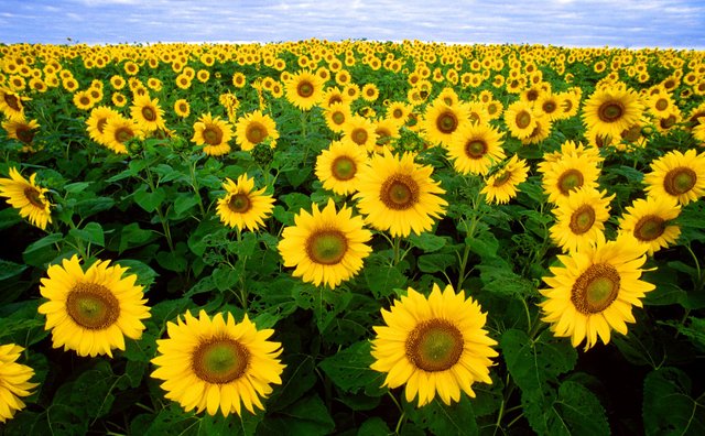 symbol of sunflower.jpg