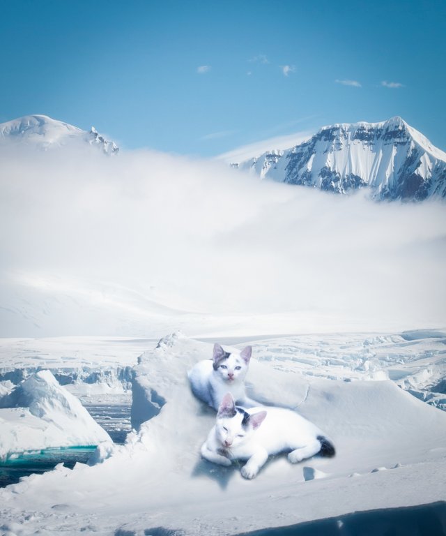 cats-in-the-arctic-small.jpg