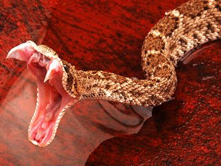 snakebiting_6310861.jpg