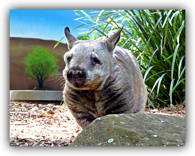 rsWMWOMBAT.png